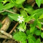 Stellaria pubera Leaf