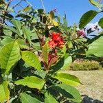 Jatropha integerrimaKvět