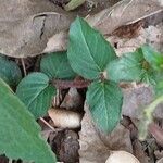 Cuphea ericoides Hoja
