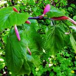 Tilia cordata Blad