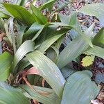 Aspidistra elatior Lapas