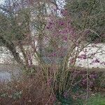 Callicarpa bodinieri Hábitos