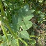 Vicia serratifolia Hostoa