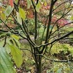 Cornus nuttallii Hábito