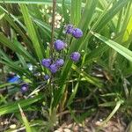 Dianella caerulea Fruto