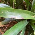 Guzmania plumieri Blad