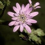 Leucheria thermarum Flower