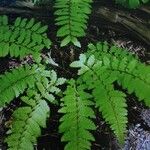 Polystichum retrosopaleaceum