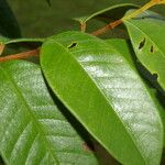 Vochysia ferruginea Leaf