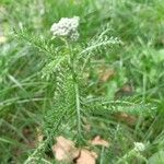 Achillea nobilisLeaf