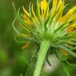 Pentanema britannica Flower