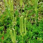 Lycopodium clavatum Hábito