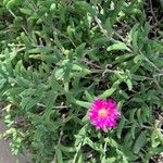 Delosperma sutherlandii Lorea