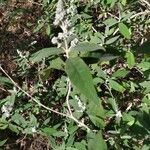 Buddleja officinalis Folha