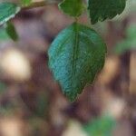 Pilea urticifolia Hostoa