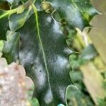 Ilex aquifolium Lorea