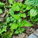 Persicaria nepalensis Leaf