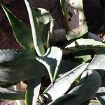 Agave asperrima Leaf