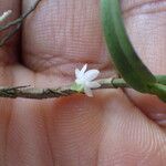 Eggelingia gabonensis Кветка
