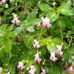 Impatiens balfourii Staniste