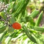 Daphne gnidium Fruit