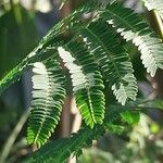 Vachellia farnesiana Foglia