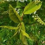 Prunus padus Fuelha