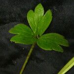 Ranunculus adoxifolius Leaf