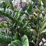 Zamioculcas zamiifolia ᱥᱟᱠᱟᱢ
