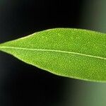 Myoporum laetum Leaf