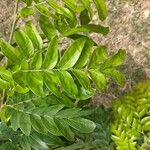 Calliandra haematocephala Leaf