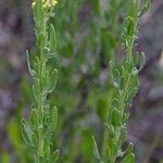 Achillea ageratum Лист