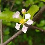 Malpighia glabra Цветок