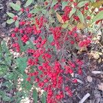 Nandina domestica Плід