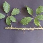 Rubus winteri Blad