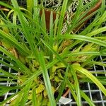 Maxillaria tenuifolia Folha