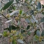 Rhamnus alaternusЛіст