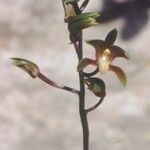 Chrysoglossum ornatum Цвят