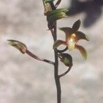 Chrysoglossum ornatum Flower