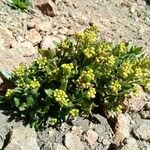 Draba jorullensis Habitat