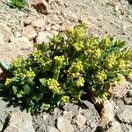 Draba jorullensis Staniste