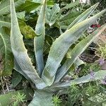 Agave americana Folha