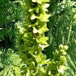 Veratrum album Flor