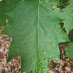 Quercus velutina 葉