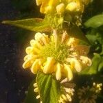 Phlomis russelianaBloem