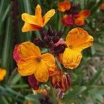 Erysimum × cheiri Цветок