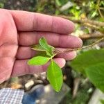 Erythroxylum coca Blad