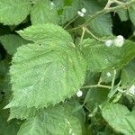 Rubus fruticosus List