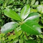 Viburnum odoratissimum Leaf