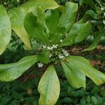 Scaevola taccada पत्ता